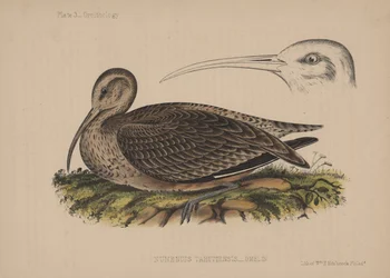 Numenius Tahitiensis (Gmelin)